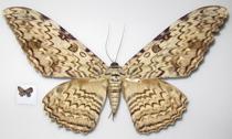 <p> The smallest (<i>Hemiargus</i> spec.)  and largest (<i>Thysania agrippina</i>) specimens from  this trip. </p>